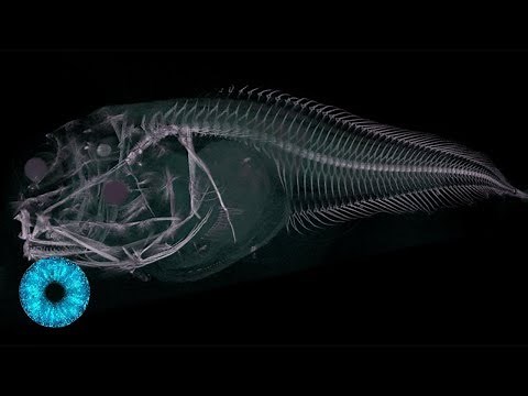 "Aliens" der Tiefsee: Geisterhafte neue Spezies entdeckt! - Clixoom Science & Fiction