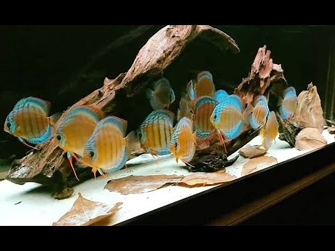Amazing Wild Discus Aquarium | Most Beautiful Discus Fish Tank