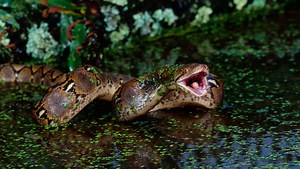The Reticulated Python Slithers in as the World's Longest Snake