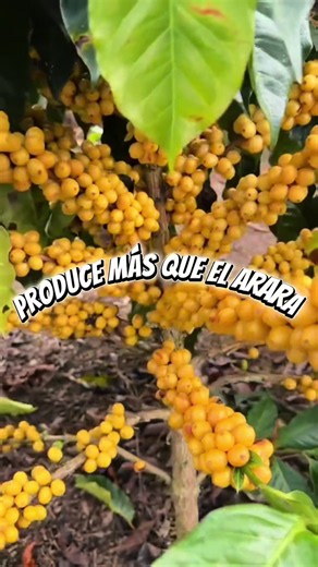 ESTE CAFÉ PRODUCE MÁS QUE ARARA PERO CASI NADIE LA CONOCE 🤫☕️ 🔥Oiga, pariente, si usted está cansado de gastar millones en abonos caros para variedades delicadas, o de ver que su café se va en puro vicio y no carga... ¡Este video es para usted! 💸 ❌Hoy le presento la verdadera joya escondida de los cafés amarillos: la VARIEDAD PARAÍSO. Una planta nacida para aguantar la roya, buscar su propia comida en el suelo y meterle buen billete al bolsillo del campesino. 🤠 🌾En este video corto le cuent