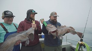 Wildlife abounds in Sitka, located in Southeast Alaska, a four-hour flight from Seattle. Bears, eagles, whales, and of course fish. While king salmon and halibut are the A-list species for legendary Wild Strawberry Lodge, there are plenty of other game fish that roam these waters including lingcod, and black and yelloweye rockfish. Learn more: https://www.saltwatersportsman.com/wild-strawberry-lodge | Sport Fishing Magazine