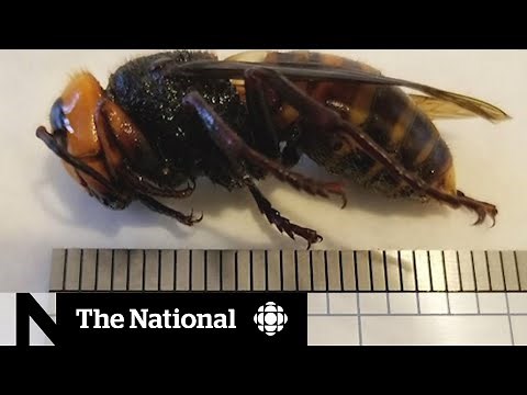 B.C. has small population of giant ‘murder hornets’