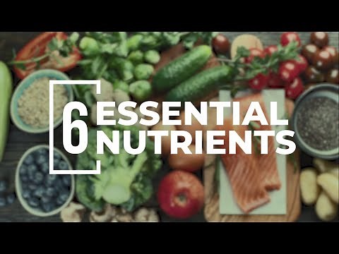 The 6 Essential Nutrients You Need to Power Your Performance!