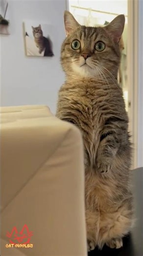 Cat Giggles #255 – Your Daily Dose of Funny Cats! 😻 #shorts #pet #cat #funny #foryou #viralvideo