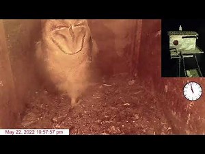 Barn Owl Live Stream - by Kangarobin in Owlceanside, CA