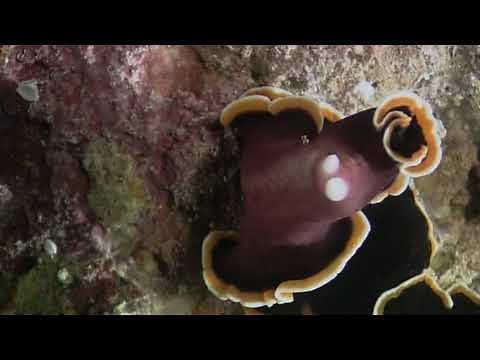 Flatworms - Reproduction