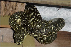 Diamond Python Facts | Anatomy, Diet, Habitat, Behavior - Animals Time