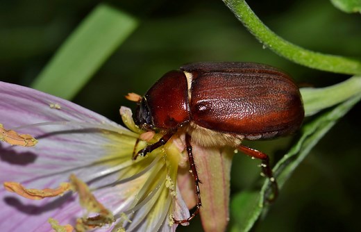 Here’s Everything You Need To Know About June Bugs