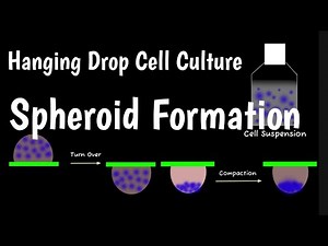 Hanging Drop Cell Culture | Spheroid Formation By Hanging Drop |