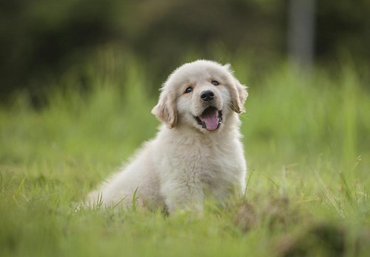 Golden Retriever Puppies For Sale