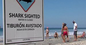 Multiple shark sightings reported in Oceanside