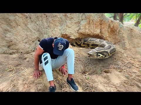Anaconda Snake in Real Life Video 2