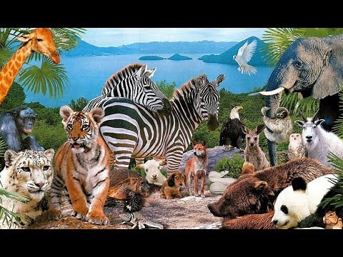 The Sound of Wild Animals 25 different animal sounds