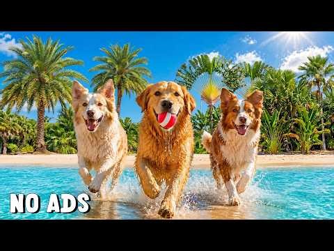 24 Hours of Dog TV for Dogs to Watch 🐶 ✨ | Deep Healing Frequencies for Pets 🎹 | No Ads