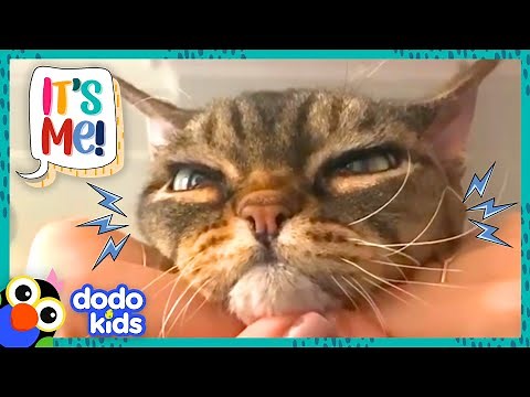 Will This Grumpy Cat Ever Get Some Love? | Dodo Kids | It's Me