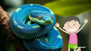 Python Snake Facts: Lesson for Kids