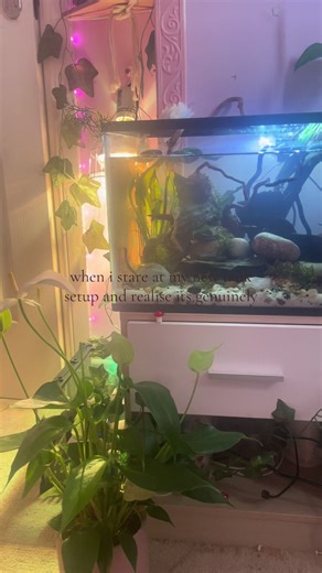 Aquarium Tank Setup with Potential for Snails