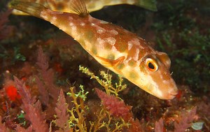 10 Fascinating facts about puffer fish - the most poisonous fish on the planet