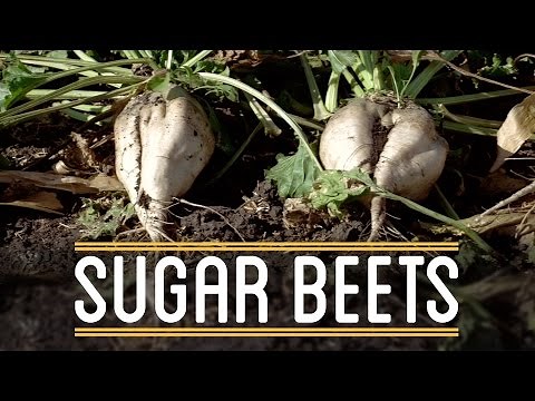 Sugar Beets | How to Make Everything: Thanksgiving Dinner (2/5)