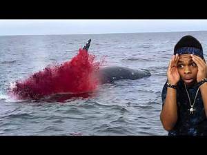 dead whale explodes on camera..