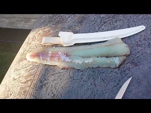 BEST WAY TO CLEAN AND FILLET LINGCOD