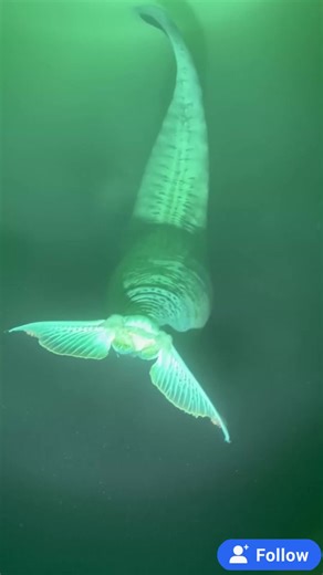 MYSTERY OF THE DEEP OCEAN 91#sea #monster #deepsea #mystery #undersea