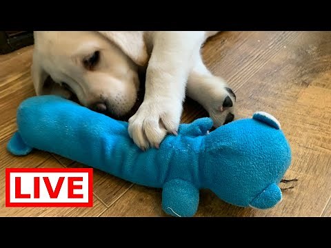 LIVE STREAM Puppy Cam! - Cutest Lab Puppies at Play