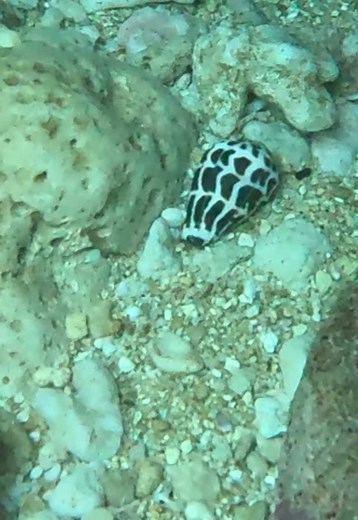 Discovering Unique Hebrew Cone Seashells in Hawaii