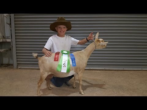 Working A Goat To Get Ready For A Goat Show
