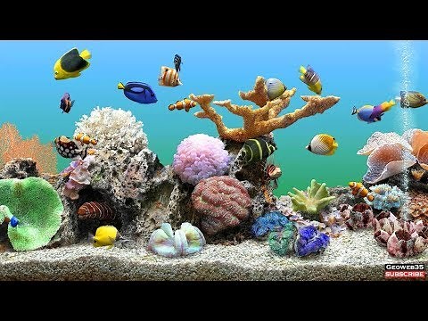 Marine Aquarium Screensaver Best Fish Tank 3 Hours of Relaxing Video 60fps