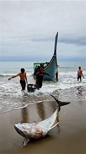 The Most Amazing Giant Tuna Catch by Fishermen #gianttuna #tunacatch #bigfish