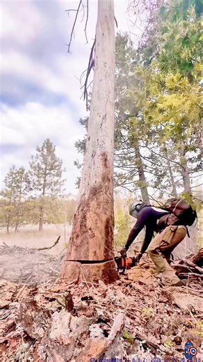 Logging a Giant Dead Tree: A Satisfying Experience
