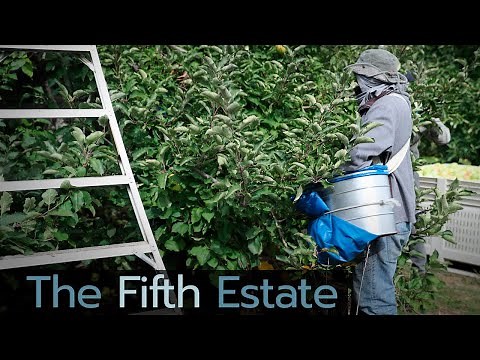 Bitter harvest: Canada’s migrant farm workers and COVID-19 - The Fifth Estate