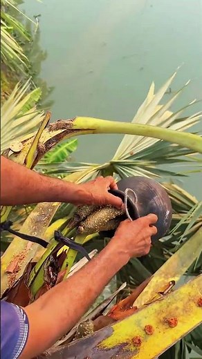 Sweet Palm Sap Harvesting 🌴💧 | Traditional Tree Tapping Process Explained | #shorts