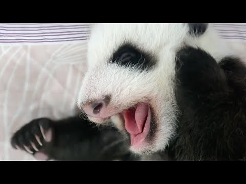 Feeding A Newborn Baby Panda | Panda Babies | BBC Earth Kids