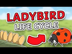 The Amazing Journey of a Ladybird | Full Life Cycle