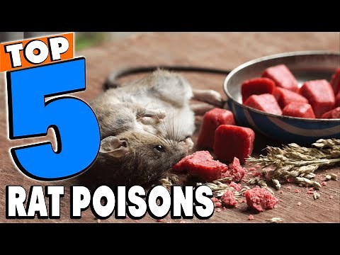 Top 5 Best Rat Poisons Review In 2026