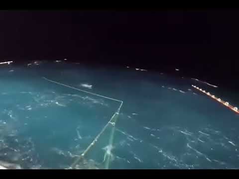 Fisherman gets hit by flying fish