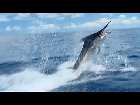 Giant Grander Black Marlin - IFISH