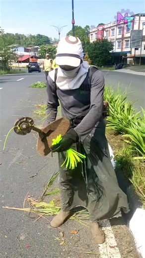 Potong Rumput Pakai Tali Senar: Cara Unik Bapak Ini