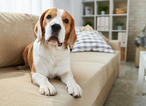 My Dog Ate Rat Poison, Now What? Rat Poisoning in Dogs