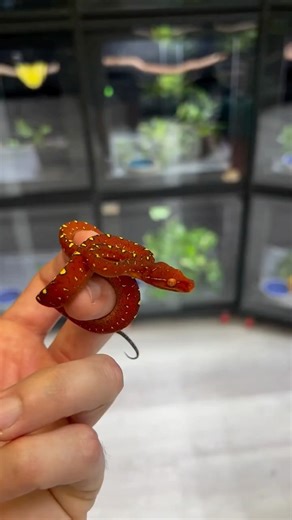 Here’s a red hot, tiny and adorable baby green tree python at @ariellimaxarboreals! ❤️🔥 TRR is made possible by @rodentpro #greentreepython #redneonate #moreliaviridis #chondropython #python #snake #reptile #reptilepets #reptilefanatics #reptilekeeper #herpetology #herpetoculture #thereptilereport #thereptilereportofficial | The Reptile Report