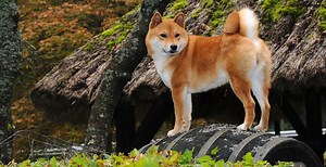 Shiba Inu Breed Guide