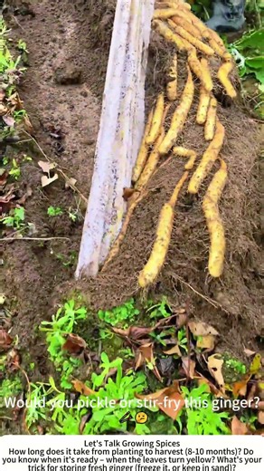 Harvesting Fresh Ginger – Digging Up Knobby Golden Roots 🧄🧑‍🌾