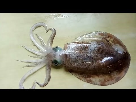 How to CUT and COOK CUTTLEFISH The Chinese Way .
