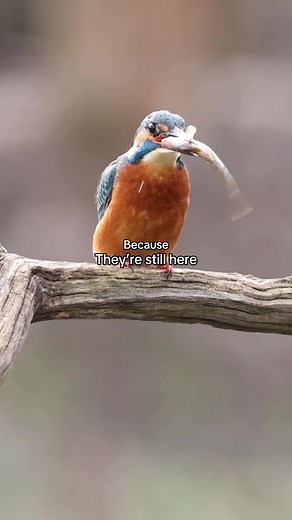 Birds Are Modern Dinosaurs: They Never Went Extinct
