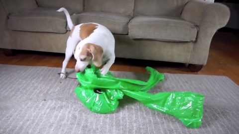 Dog Gets the Ultimate Alien Prank