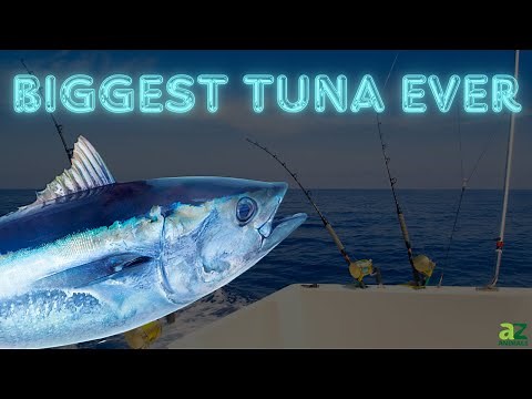 The Biggest Tuna Ever Caught (45-Year Record!)