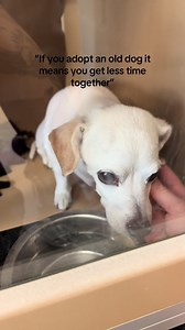 Meet Layla: 12-Year-Old Shelter Dog Finds Forever Home!