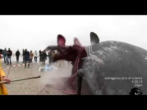 Whale Carcass Explodes on Dutch Beach